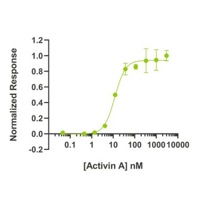 Activin A protein activity is determined using an activin-responsive firefly luciferase reporter in HEK293T cells. EC50 = 0.310 ng/mL.